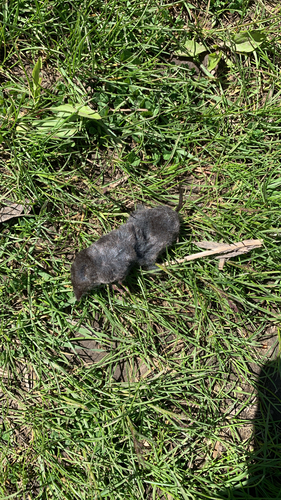 Northern Short-tailed Shrew observed by cathyq
