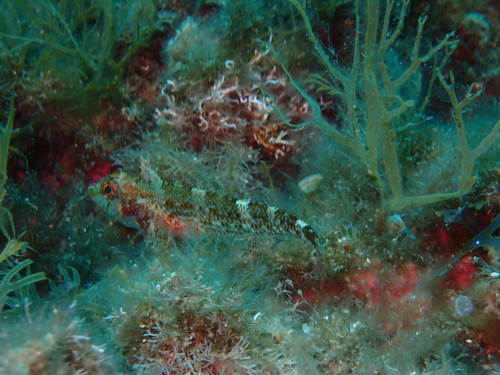 Tripterygion delaisi
