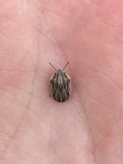 Homaemus parvulus
