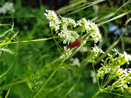 Common Cardinal Beetle