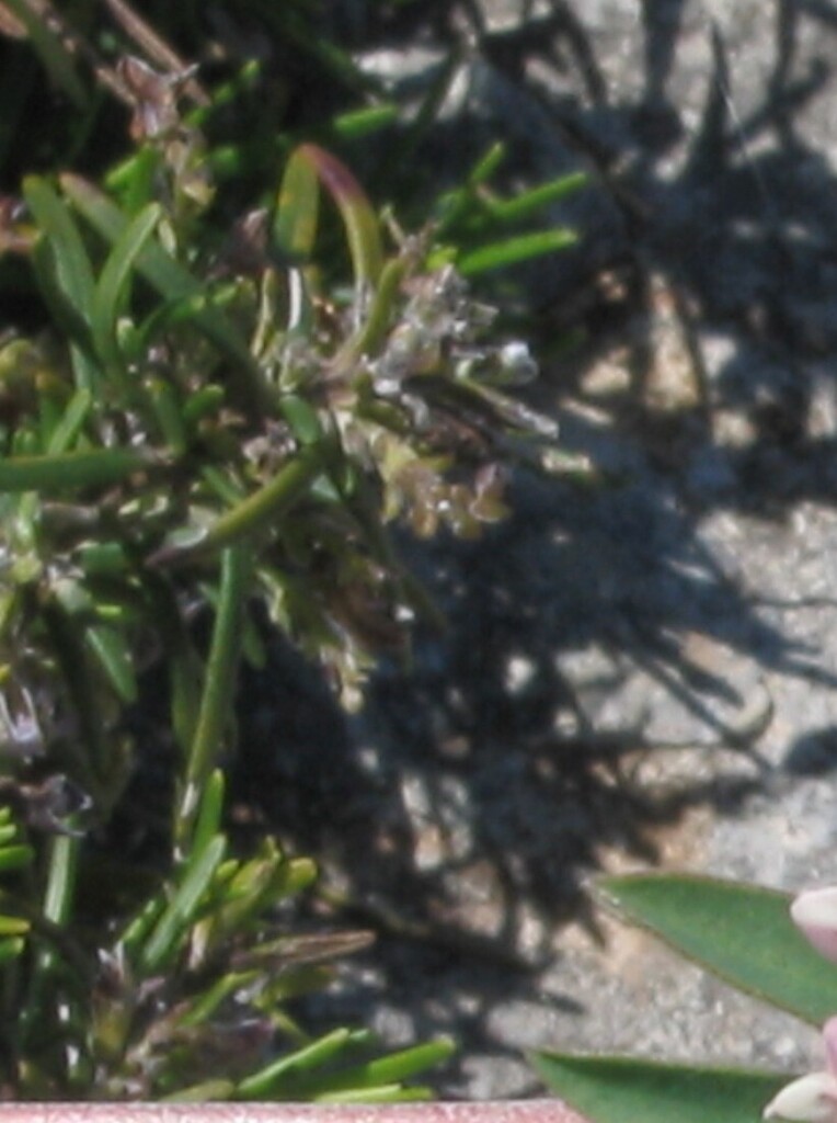 Rosemary stems in flower with pale blue blooms