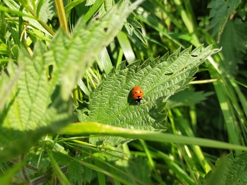 Seven-spotted Lady Beetle
