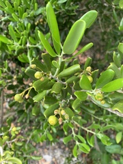 Jacquinia keyensis