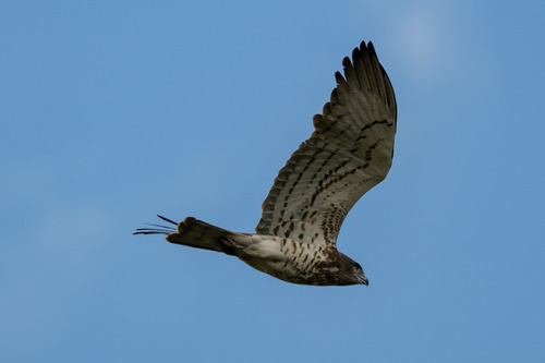 Culebrera europea (Circaetus gallicus)