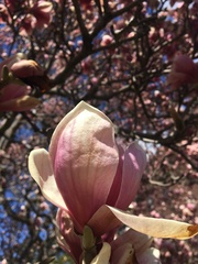 Magnolia