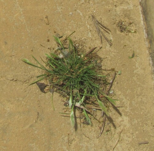 Polypogon monspeliensis iNat (2)