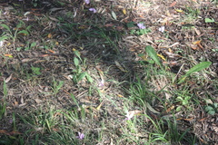 Cyclamen hederifolium