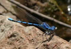 Argia nahuana