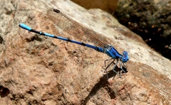 Argia nahuana