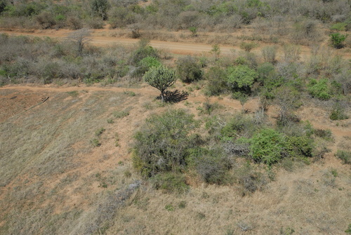 Euphorbia ingens