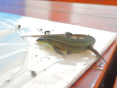 Eutropis rugifera