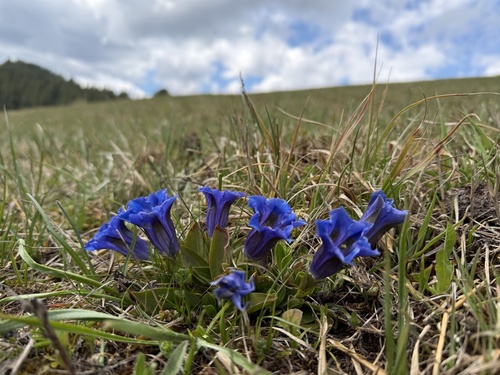 trumpet gentian