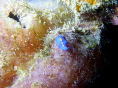 Pseudoceros liparus