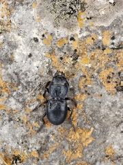 Pasimachus elongatus