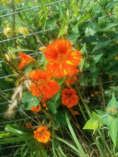 garden nasturtium