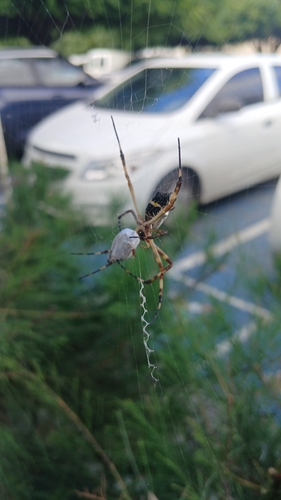 Silver Garden Orbweaver