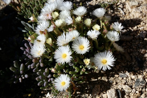 Dicrocaulon ramulosum