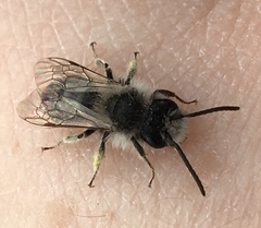 Andrena frigida