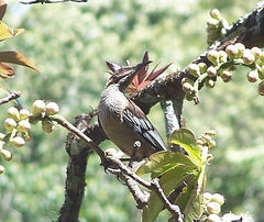 Philemon diemenensis