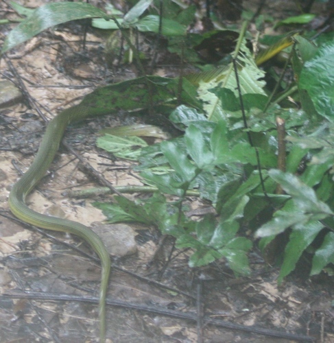 Erythrolamprus reginae