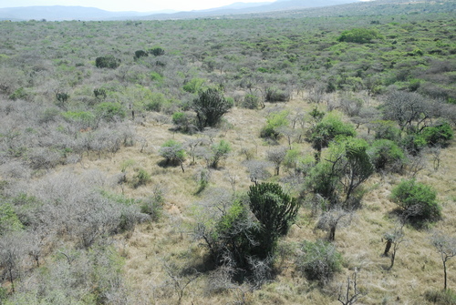 Euphorbia ingens