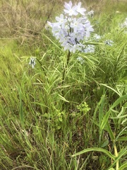 Amsonia ciliata
