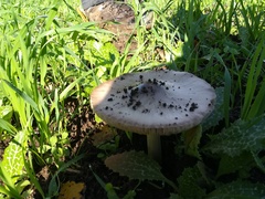 Volvopluteus gloiocephalus