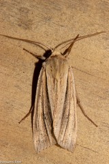 Ichneutica sulcana