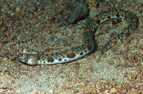 Redsaddled snake eel (Quassiremus nothochir) — Ophichthidae