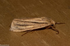 Ichneutica sulcana