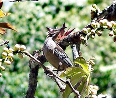 Philemon diemenensis