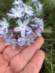 Amsonia ciliata