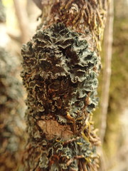 Leioderma duplicatum