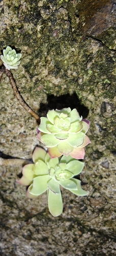 Sedum palmeri