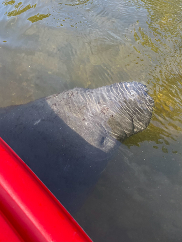 Florida Manatee observed by henicorhina