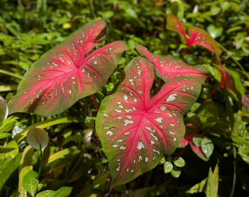 Caladium bicolor observed 2026-04-30