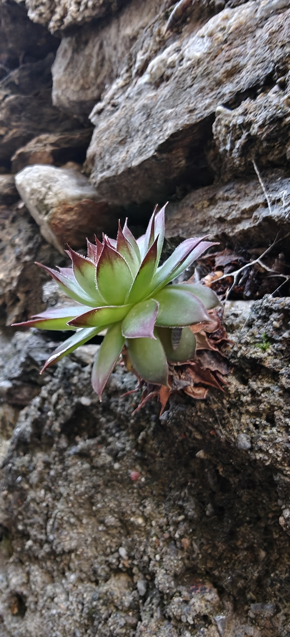 Sempervivum 'Packardian' 3