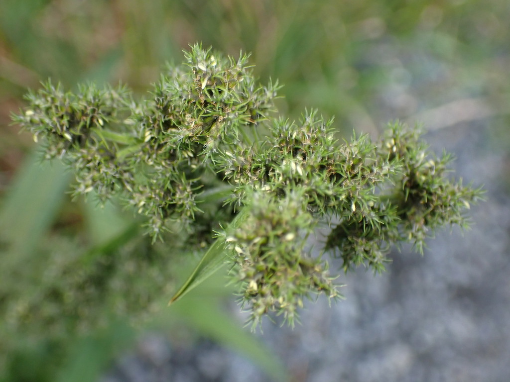 Fuirena umbellata; photograph (c) Cricket Raspet, some rights reserved (CC BY)