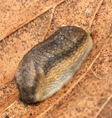 Carinarion