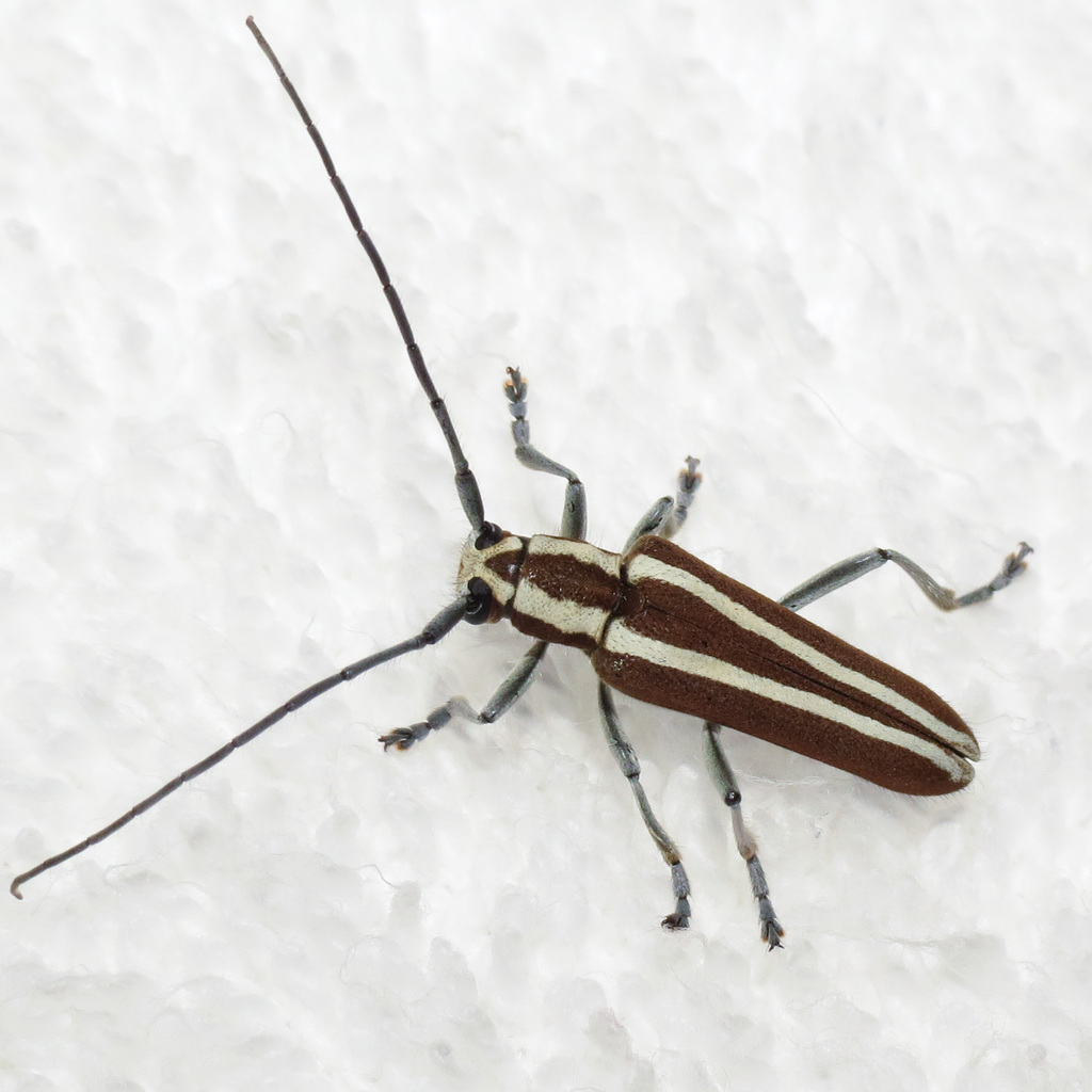 roundheaded appletree borer
