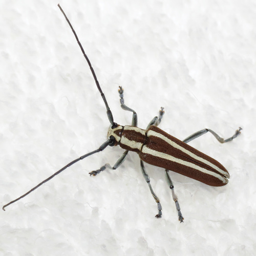 roundheaded appletree borer