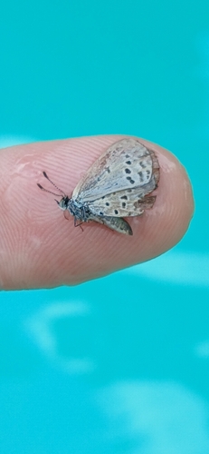 African Grass Blue