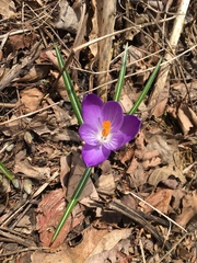 Crocus