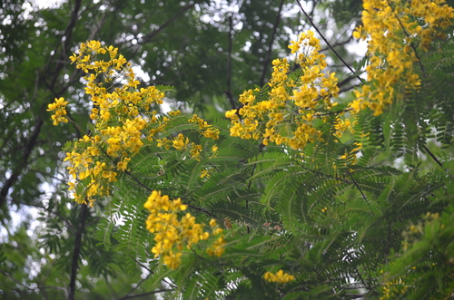 Image of Senna multijuga by (c) B. Phalan, some rights reserved (CC BY)