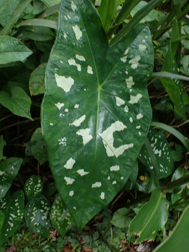 Caladium steudnerifolium