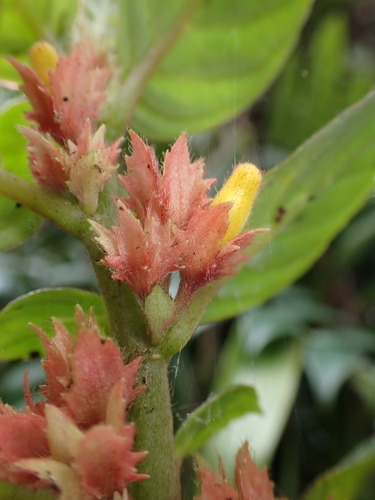 Columnea ambigua, photograph 6