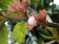 Columnea ambigua, photograph (c) Cricket Raspet, some rights reserved (CC BY)