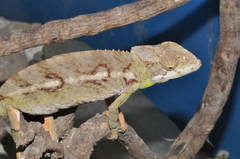 Furcifer verrucosus