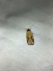Agonopterix atrodorsella