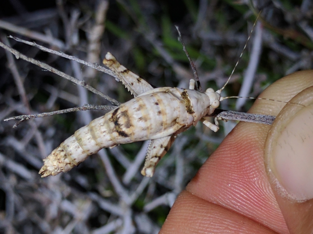 Desert Long-horned Grasshopper